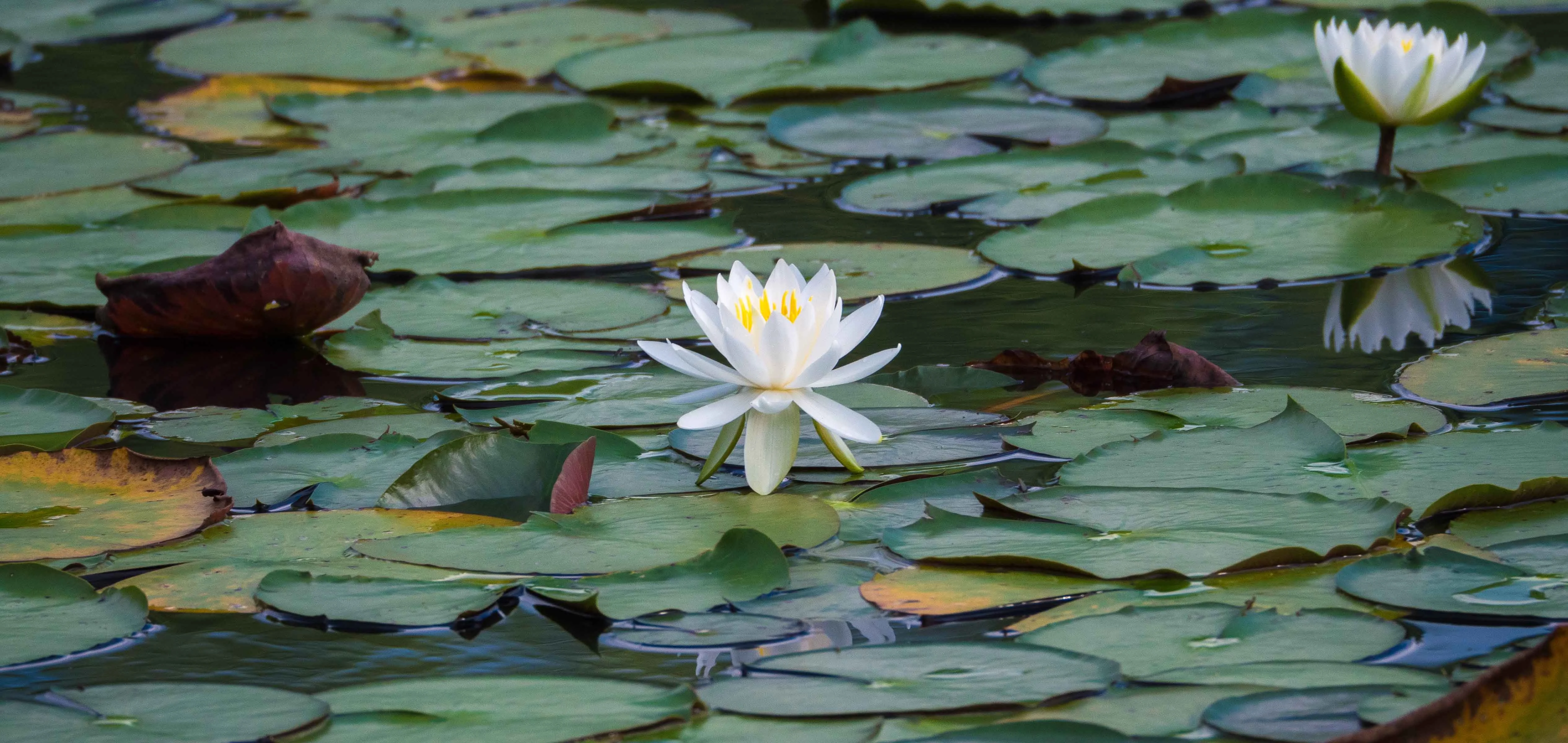 Blockading Pornography Rituals