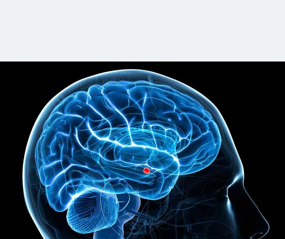 The Truths and Myths of Pornography Brain Research